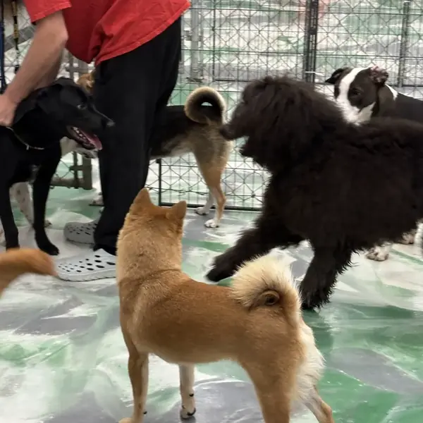Daycare playtime at K9 Rox Club Las Vegas